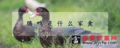 腾鸭是什么家禽