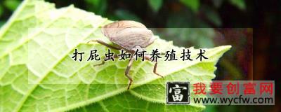 打屁虫如何养殖技术