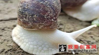 白玉蜗牛养殖技术