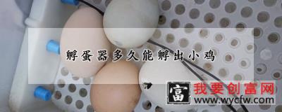 孵蛋器多久能孵出小鸡