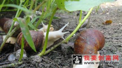 白玉蜗牛的养殖方法
