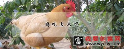 鸡吃大米吗