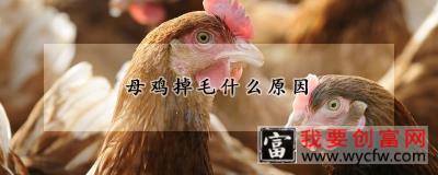 母鸡掉毛什么原因