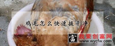 鸡毛怎么快速拔干净