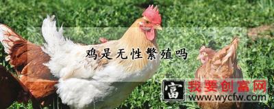 鸡是无性繁殖吗