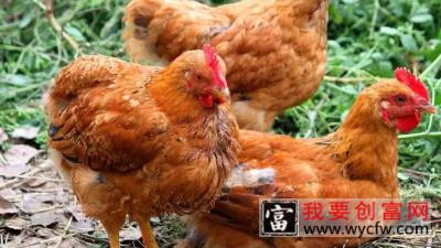 鸡吃什么能提高产蛋量