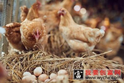 鸡吃什么能提高产蛋量