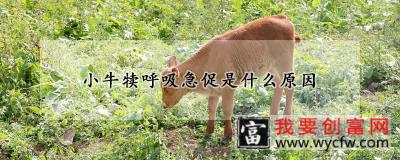 小牛犊呼吸急促是什么原因