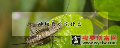 蛐蛐喜欢吃什么