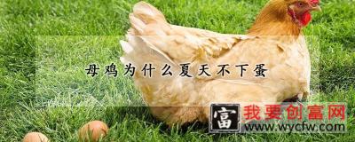 母鸡为什么夏天不下蛋