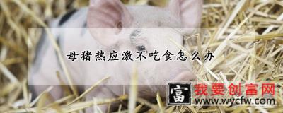 母猪热应激不吃食怎么办