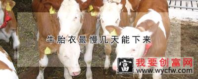 牛胎衣最慢几天能下来