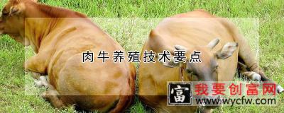 肉牛养殖技术要点