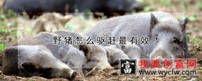 野猪怎么驱赶最有效