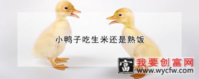 小鸭子吃生米还是熟饭