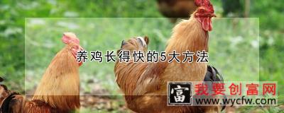 养鸡长得快的5大方法