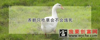 <a href=https://www.wycfw.com/yangzhi/cq/ye/ target=_blank class=infotextkey>养鹅</a>只吃草会不会饿死