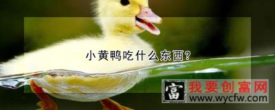 小黄鸭吃什么东西？