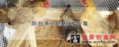 阳台养鸡怎样才不臭