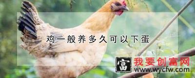 鸡一般养多久可以下蛋