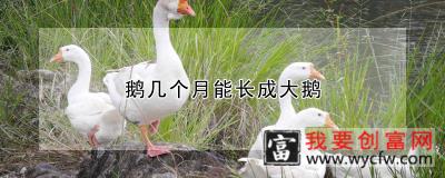 鹅几个月能长成大鹅