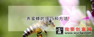 养蜜蜂的技巧和方法