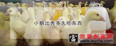 小鹅出壳多久吃东西