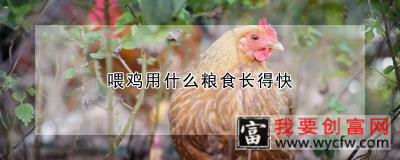 喂鸡用什么粮食长得快