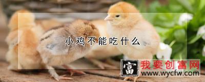 小鸡不能吃什么