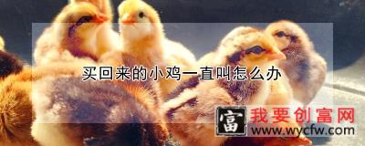 买回来的小鸡一直叫怎么办