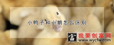 小鸭子和小鹅怎么区别