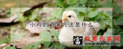 小鸡的避暑方法是什么