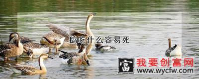 鹅吃什么容易死