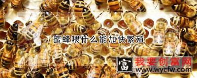 蜜蜂喂什么能加快繁殖
