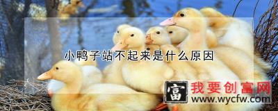 小鸭子站不起来是什么原因