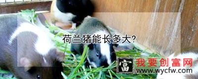 荷兰猪能长多大？