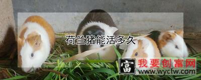 荷兰猪能活多久