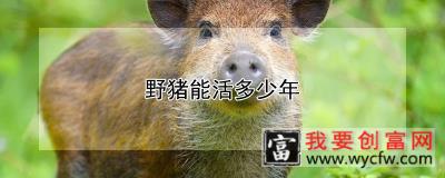 野猪能活多少年