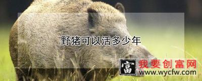 野猪可以活多少年