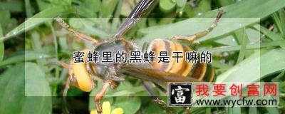 蜜蜂里的黑蜂是干嘛的