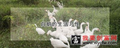 白鹅的生活习性