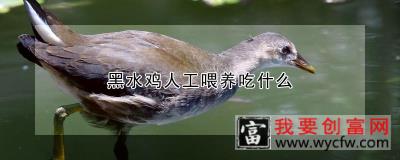 黑水鸡人工喂养吃什么