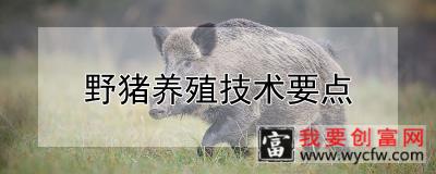 野猪养殖技术要点