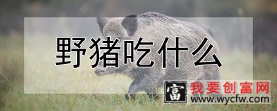 野猪吃什么