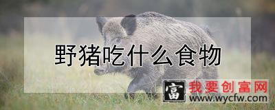 野猪吃什么食物