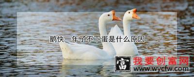 鹅快一年了不下蛋是什么原因