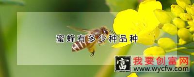 蜜蜂有多少种品种