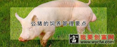 公猪的饲养管理要点