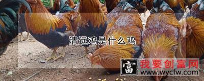 清远鸡是什么鸡