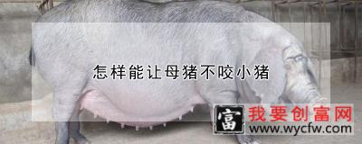 怎样能让母猪不咬小猪